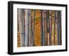 Maples Trees and Bamboo, Arashiyama, Kyoto, Japan-Gavin Hellier-Framed Photographic Print