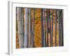 Maples Trees and Bamboo, Arashiyama, Kyoto, Japan-Gavin Hellier-Framed Photographic Print