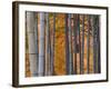 Maples Trees and Bamboo, Arashiyama, Kyoto, Japan-Gavin Hellier-Framed Photographic Print