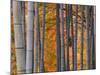 Maples Trees and Bamboo, Arashiyama, Kyoto, Japan-Gavin Hellier-Mounted Photographic Print