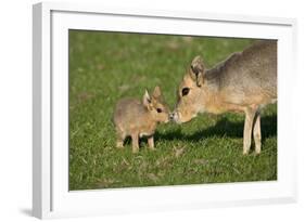 Mara - Patagonian Cavy (Dolichotis Patagonum) Adult With Young, Captive-Ernie Janes-Framed Photographic Print