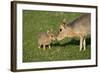 Mara - Patagonian Cavy (Dolichotis Patagonum) Adult With Young, Captive-Ernie Janes-Framed Photographic Print