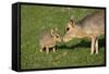 Mara - Patagonian Cavy (Dolichotis Patagonum) Adult With Young, Captive-Ernie Janes-Framed Stretched Canvas