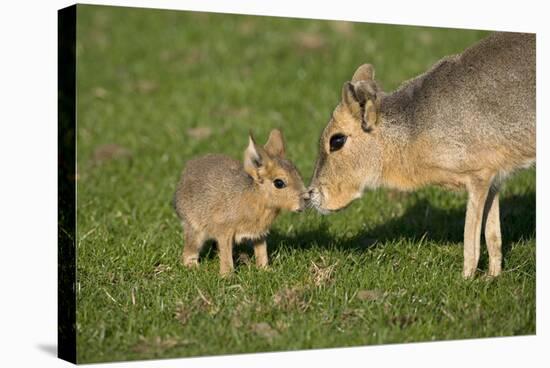 Mara - Patagonian Cavy (Dolichotis Patagonum) Adult With Young, Captive-Ernie Janes-Stretched Canvas