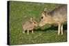 Mara - Patagonian Cavy (Dolichotis Patagonum) Adult With Young, Captive-Ernie Janes-Stretched Canvas