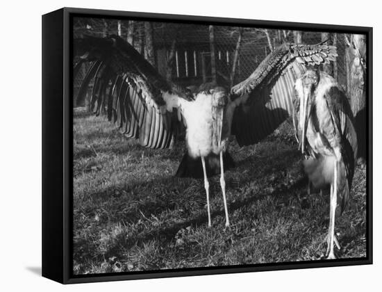 Marabon Storks-null-Framed Stretched Canvas