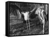 Marabon Storks-null-Framed Stretched Canvas