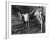 Marabon Storks-null-Framed Photographic Print