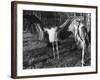 Marabon Storks-null-Framed Photographic Print