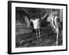 Marabon Storks-null-Framed Photographic Print