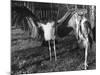Marabon Storks-null-Mounted Photographic Print