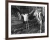 Marabon Storks-null-Framed Photographic Print