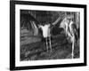 Marabon Storks-null-Framed Photographic Print