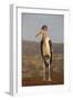 Marabou (Leptoptilos crumenifer), Zimanga private game reserve, KwaZulu-Natal-Ann and Steve Toon-Framed Photographic Print