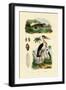 Marabou Stork, 1833-39-null-Framed Giclee Print