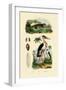 Marabou Stork, 1833-39-null-Framed Giclee Print