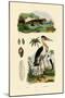 Marabou Stork, 1833-39-null-Mounted Giclee Print
