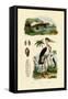 Marabou Stork, 1833-39-null-Framed Stretched Canvas
