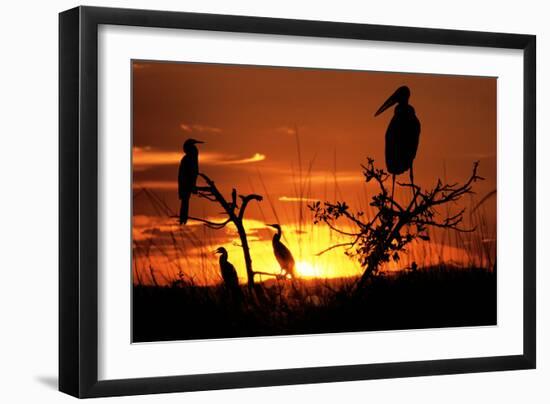 Marabou Stork at Sunset-Augusto Leandro Stanzani-Framed Photographic Print