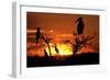 Marabou Stork at Sunset-Augusto Leandro Stanzani-Framed Photographic Print