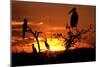 Marabou Stork at Sunset-Augusto Leandro Stanzani-Mounted Photographic Print