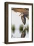 Marabou Stork Hunting in the Morning, Ngorongoro, Tanzania-James Heupel-Framed Photographic Print