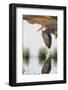 Marabou Stork Hunting in the Morning, Ngorongoro, Tanzania-James Heupel-Framed Photographic Print