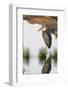 Marabou Stork Hunting in the Morning, Ngorongoro, Tanzania-James Heupel-Framed Photographic Print