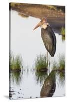 Marabou Stork Hunting in the Morning, Ngorongoro, Tanzania-James Heupel-Stretched Canvas