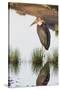 Marabou Stork Hunting in the Morning, Ngorongoro, Tanzania-James Heupel-Stretched Canvas