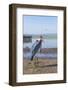 Marabou Stork (Leptoptilos Crumeniferus), Awasa Harbour, Ethiopia, Africa-Gabrielle and Michel Therin-Weise-Framed Photographic Print
