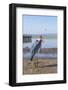 Marabou Stork (Leptoptilos Crumeniferus), Awasa Harbour, Ethiopia, Africa-Gabrielle and Michel Therin-Weise-Framed Photographic Print