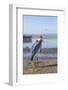 Marabou Stork (Leptoptilos Crumeniferus), Awasa Harbour, Ethiopia, Africa-Gabrielle and Michel Therin-Weise-Framed Photographic Print