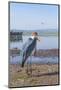 Marabou Stork (Leptoptilos Crumeniferus), Awasa Harbour, Ethiopia, Africa-Gabrielle and Michel Therin-Weise-Mounted Photographic Print