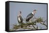 Marabou Stork (Leptoptilos Crumeniferus), Serengeti National Park, Tanzania, East Africa, Africa-James Hager-Framed Stretched Canvas