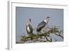 Marabou Stork (Leptoptilos Crumeniferus), Serengeti National Park, Tanzania, East Africa, Africa-James Hager-Framed Photographic Print