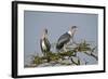 Marabou Stork (Leptoptilos Crumeniferus), Serengeti National Park, Tanzania, East Africa, Africa-James Hager-Framed Photographic Print