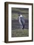 Marabou Stork (Leptoptilos Crumeniferus), Serengeti National Park, Tanzania, East Africa, Africa-James Hager-Framed Photographic Print