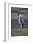 Marabou Stork (Leptoptilos Crumeniferus), Serengeti National Park, Tanzania, East Africa, Africa-James Hager-Framed Photographic Print