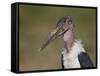 Marabou Stork (Leptoptilos Crumeniferus)-James Hager-Framed Stretched Canvas