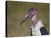 Marabou Stork (Leptoptilos Crumeniferus)-James Hager-Stretched Canvas