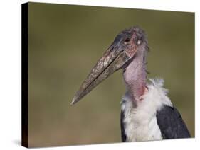 Marabou Stork (Leptoptilos Crumeniferus)-James Hager-Stretched Canvas