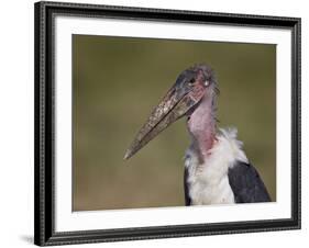 Marabou Stork (Leptoptilos Crumeniferus)-James Hager-Framed Photographic Print