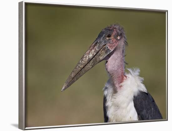 Marabou Stork (Leptoptilos Crumeniferus)-James Hager-Framed Photographic Print