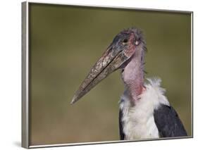 Marabou Stork (Leptoptilos Crumeniferus)-James Hager-Framed Photographic Print