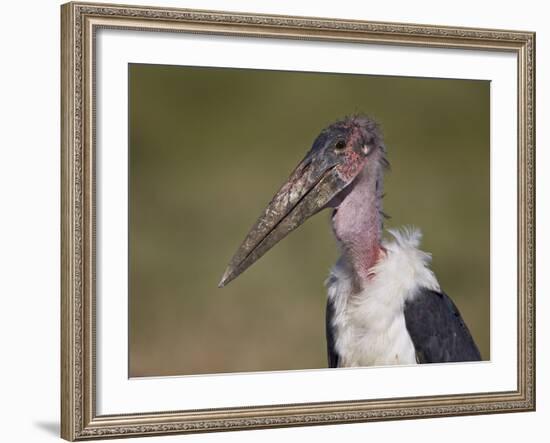 Marabou Stork (Leptoptilos Crumeniferus)-James Hager-Framed Photographic Print