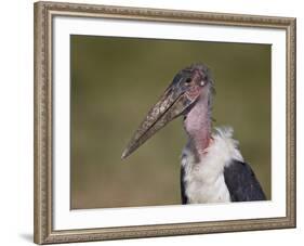 Marabou Stork (Leptoptilos Crumeniferus)-James Hager-Framed Photographic Print