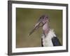 Marabou Stork (Leptoptilos Crumeniferus)-James Hager-Framed Photographic Print