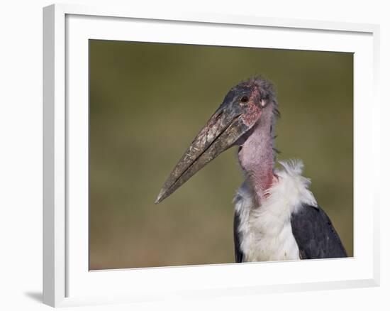 Marabou Stork (Leptoptilos Crumeniferus)-James Hager-Framed Photographic Print