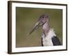 Marabou Stork (Leptoptilos Crumeniferus)-James Hager-Framed Photographic Print